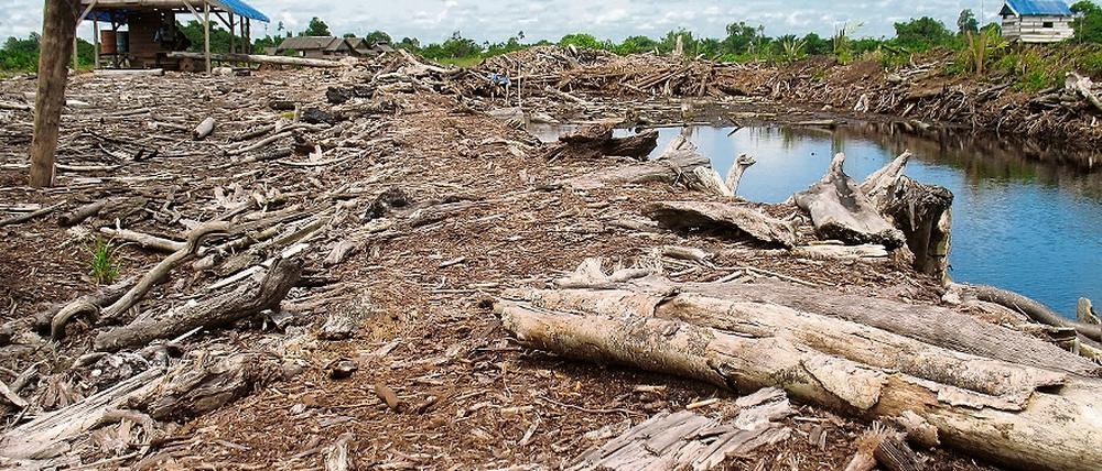 Kahlschlag. Rodung der Regenwälder verlangt neue Form von Naturschutz.