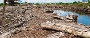 Kahlschlag. Rodung der Regenwälder verlangt neue Form von Naturschutz.