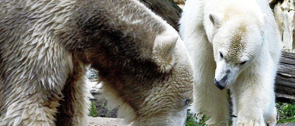 Die Eisbären Knut (l) und Gianna in ihrem Freigehege im Berliner Zoo. Tierärzte des Münchener Tierparks Hellabrunn, wo Gianna früher beheimatet war, überzeugten sich vom guten Einleben der Knut-Freundin.