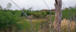 Unsichtbare Altlast. Unter dem Boden im Bornstedter Feld soll es eine Benzinblase geben, die das Einrichten einer Erdwärmepumpe für die geplanten Neubauten unmöglich macht. Das Gelände wurde bis 1994 militärisch genutzt.
