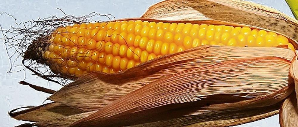 In Brandenburg wurden ausschließlich Putenzuchtbetriebe mit dem verunreinigten Futtermais beliefert.