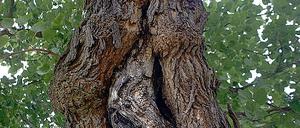 So hohl und morsch wie diese sind noch 20 weitere Linden in der Golmer Geiselbergstraße. Die Stadt will nach und nach die gesamte Allee erneuern.