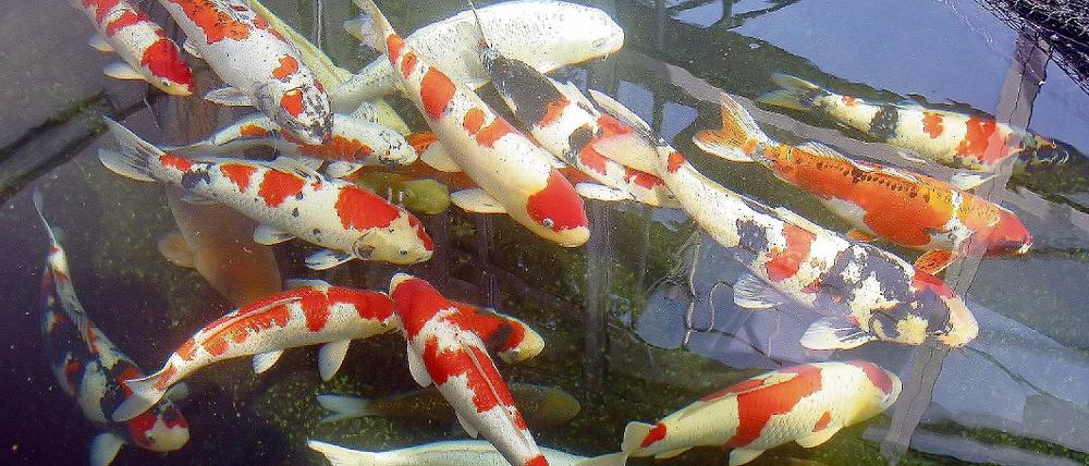 Immer noch gefragt. Das Interesse an Kois  den edlen Farbkarpfen  ist nach wie vor groß.