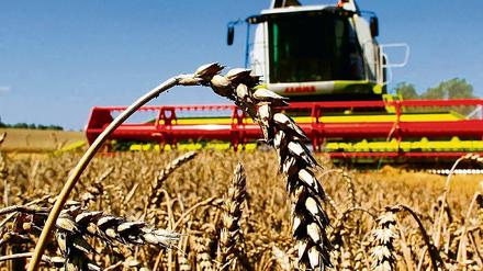 Viel Getreide, kaum Gewinn: Obwohl Brandenburgs Bauern 2009 eines der besten Ernteergebnisse der vergangenen sechs Jahre erzielt haben, stecken einige in finanziellen Schwierigkeiten. Grund seien enorm gestiegene Kosten und schlechte Preise.