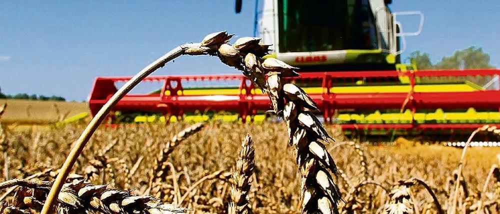 Viel Getreide, kaum Gewinn: Obwohl Brandenburgs Bauern 2009 eines der besten Ernteergebnisse der vergangenen sechs Jahre erzielt haben, stecken einige in finanziellen Schwierigkeiten. Grund seien enorm gestiegene Kosten und schlechte Preise.