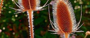 Wild und kultiviert. Die Wilde Karde (l.) und die Weber-Karde (r.).