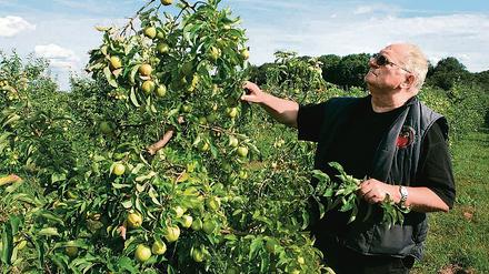 Kostbare Obstplantagen. Nicht die Bäume machen Obstgut Marquardt-Gesellschafter Manfred Kleinert Sorgen, sondern das Land, auf dem sie stehen. Mehr als die Hälfte ist von der BVVG gepachtet. Deren Verkaufspreise seien nicht bezahlbar, so Kleinert.