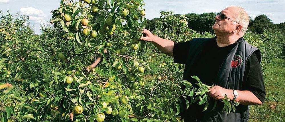 Kostbare Obstplantagen. Nicht die Bäume machen Obstgut Marquardt-Gesellschafter Manfred Kleinert Sorgen, sondern das Land, auf dem sie stehen. Mehr als die Hälfte ist von der BVVG gepachtet. Deren Verkaufspreise seien nicht bezahlbar, so Kleinert.