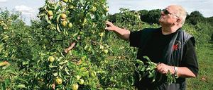 Kostbare Obstplantagen. Nicht die Bäume machen Obstgut Marquardt-Gesellschafter Manfred Kleinert Sorgen, sondern das Land, auf dem sie stehen. Mehr als die Hälfte ist von der BVVG gepachtet. Deren Verkaufspreise seien nicht bezahlbar, so Kleinert.