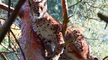 Kletterprofi. Jungluchs Lugh aus dem Tierpark Schorfheide fühlt sich am wohlsten in den Wipfeln der Kiefern. Geboren wurde er 2008 im Harz.