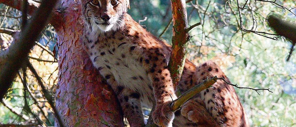 Kletterprofi. Jungluchs Lugh aus dem Tierpark Schorfheide fühlt sich am wohlsten in den Wipfeln der Kiefern. Geboren wurde er 2008 im Harz.