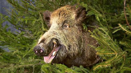 So sehen viele Anwohner in Stahnsdorf und Kleinmachnow die Wildschweine am liebsten: Ausgestopft und harmlos. Stattdessen treiben die Schwarzkittel weiter ihr Unwesen im Ort. Nun sollen ihnen Gemeindejäger den Garaus machen.