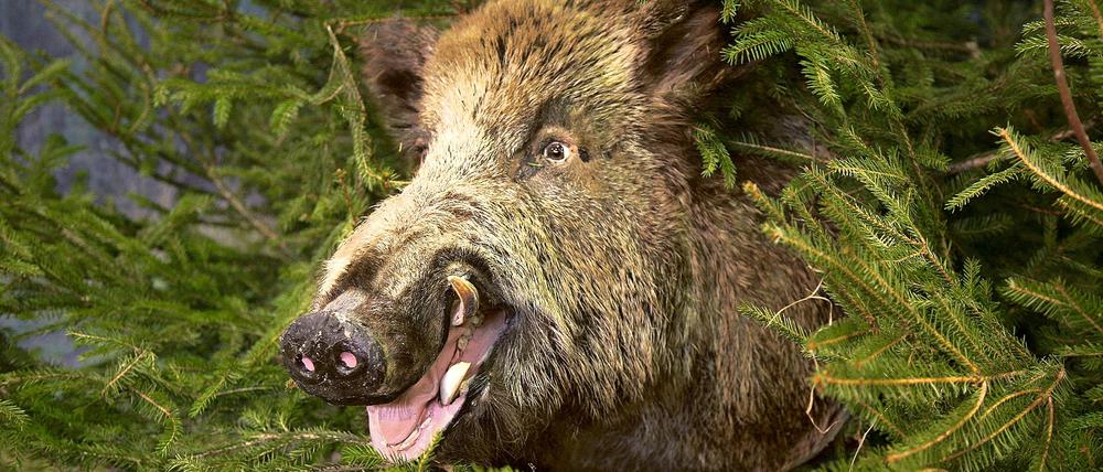 So sehen viele Anwohner in Stahnsdorf und Kleinmachnow die Wildschweine am liebsten: Ausgestopft und harmlos. Stattdessen treiben die Schwarzkittel weiter ihr Unwesen im Ort. Nun sollen ihnen Gemeindejäger den Garaus machen.