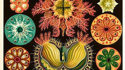 Ästhetischer Reiz. Die Zeichnung von Seescheiden  wirbellosen Meerestieren  gehört zu den Darstellungen, die Haeckel bekannt machten. In jungen Jahren besuchte der Zoologe oft seine Geburtsstadt Potsdam (o. 1848), im Alter lebte er in Jena (u. 1914).