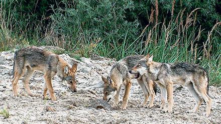 Die Wölfe haben Nachwuchs. Drei Monate alte Wolfswelpen in der Lausitz. Unklar ist, ob die Tiere aus Sachsen zugewandert sind.
