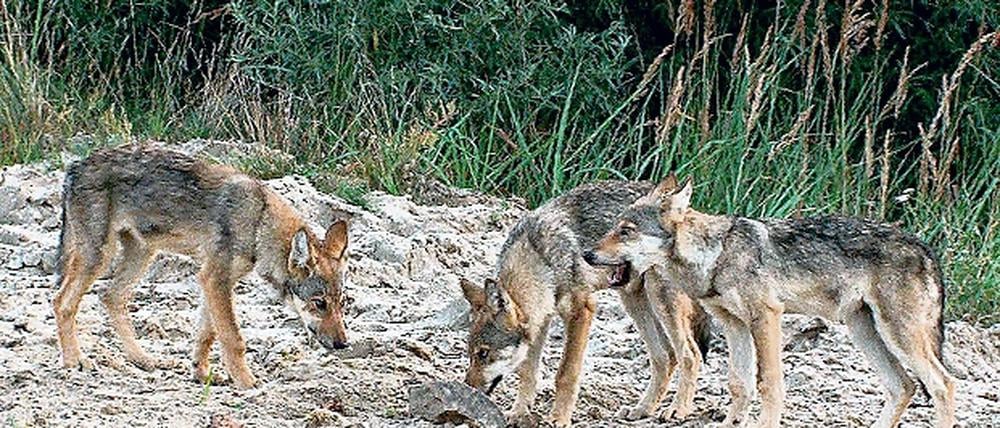 Die Wölfe haben Nachwuchs. Drei Monate alte Wolfswelpen in der Lausitz. Unklar ist, ob die Tiere aus Sachsen zugewandert sind.