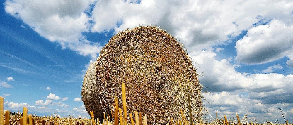Bis zum Wochenende soll das Korn überall im Landkreis eingebracht sein.