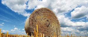 Bis zum Wochenende soll das Korn überall im Landkreis eingebracht sein.