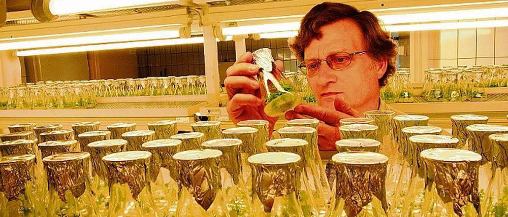 Tempomacher. Im Labor in Waldsieversdorf kreuzen die Forscher die schnellsten unter den schnellwachsenden Pappeln, um den Baumbauern frühere Ernten und schnellere Erträge zu ermöglichen.