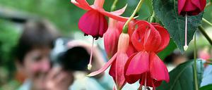 Tag der Fuchsie: Gestern waren die Blumen ein beliebtes Fotomotiv.