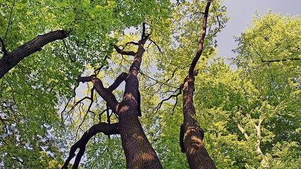 Unter dem Blätterdach der Gemeinde wird über den Baumschutz gestritten.