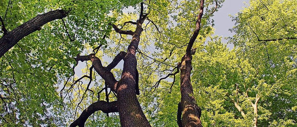 Unter dem Blätterdach der Gemeinde wird über den Baumschutz gestritten.