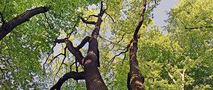 Unter dem Blätterdach der Gemeinde wird über den Baumschutz gestritten.