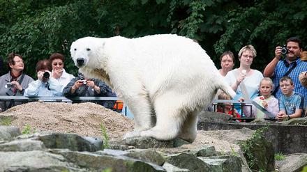Langsam wird es eng: Eisbär Knut ist die größte Attraktion im Zoo  und braucht dringend mehr Platz.