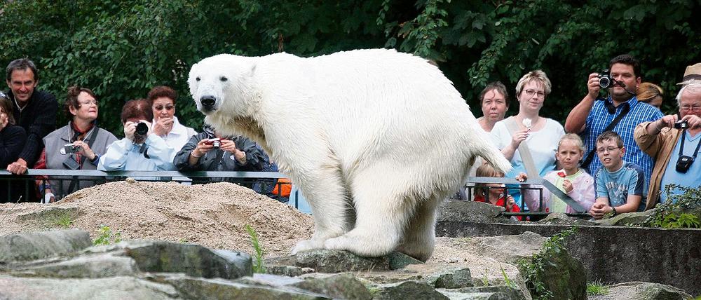 Langsam wird es eng: Eisbär Knut ist die größte Attraktion im Zoo  und braucht dringend mehr Platz.