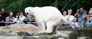 Langsam wird es eng: Eisbär Knut ist die größte Attraktion im Zoo  und braucht dringend mehr Platz.