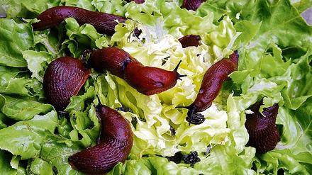 Nicht nur Salat. Nacktschnecken fressen auch Stauden kahl.