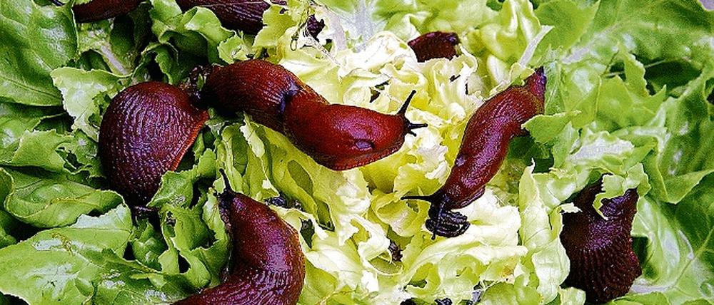 Nicht nur Salat. Nacktschnecken fressen auch Stauden kahl.