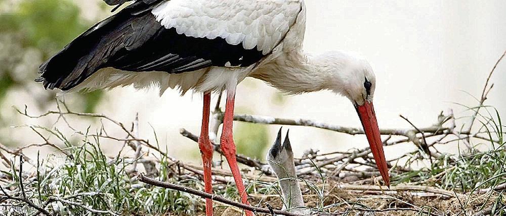Nachwuchs im Nest. Das Jahr 2009 ist nach Aussagen von Experten allerdings kein gutes Jahr für die Tiere. Viele Storchennester blieben ohne Küken.