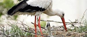 Nachwuchs im Nest. Das Jahr 2009 ist nach Aussagen von Experten allerdings kein gutes Jahr für die Tiere. Viele Storchennester blieben ohne Küken.