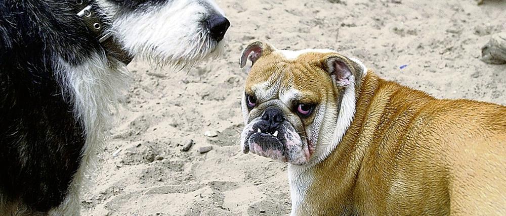 Freundliche Hunde.