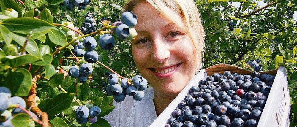 Frisch vom Strauch gibt es jetzt wieder die Kulturheidelbeeren. Das Wetter der vergangenen Wochen sei für sie optimal gewesen und habe sie besonders groß werden lassen, erläuterte Claudia Mikosch vom Erlebnishof Klaistow.