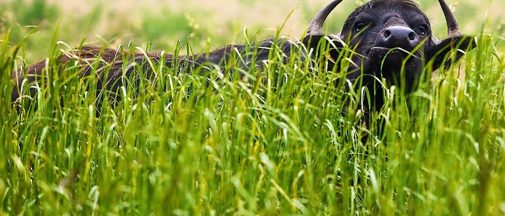 Kopf hoch. Damit der Naturpark nicht zuwuchert, sind jetzt 20 dieser Wasserbüffel als natürliche Rasenmäher angeschafft worden.