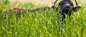 Kopf hoch. Damit der Naturpark nicht zuwuchert, sind jetzt 20 dieser Wasserbüffel als natürliche Rasenmäher angeschafft worden.