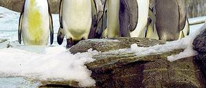 Kopf hoch und einmal schön umgucken. Wer nicht immer in den Berliner Zoo gehen möchte, dem sei die Reise zu den Pinguinen nach Eberswalde empfohlen. Dort sind auch Sibirische Tiger in einer künstlichen Gletscherlandschaft zu sehen.