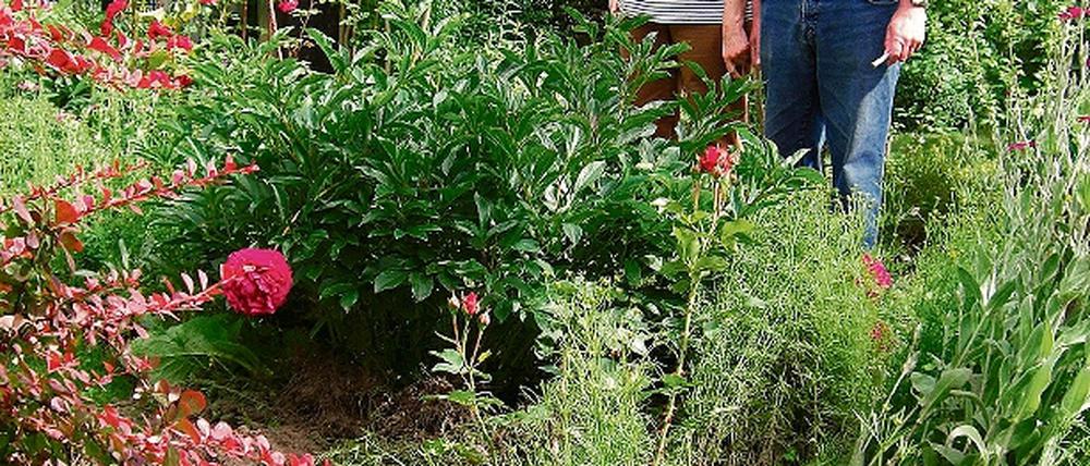 Eine Wildschweinrotte hat die liebevolle Gartenarbeit des Ehepaares Welsch zerstört. Um der Plage Herr zu werden, fordern CDU und SPD nun eine Abschussprämie.