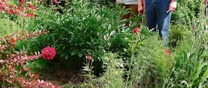 Eine Wildschweinrotte hat die liebevolle Gartenarbeit des Ehepaares Welsch zerstört. Um der Plage Herr zu werden, fordern CDU und SPD nun eine Abschussprämie.