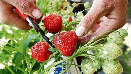Von den Feldern des Havellandes in Potsdamer und Berliner Küchen: Erdbeeren aus Werder (Havel).