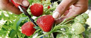Von den Feldern des Havellandes in Potsdamer und Berliner Küchen: Erdbeeren aus Werder (Havel).