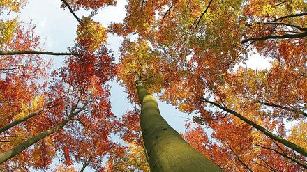 Vielseitig. Bäume können mehr als Schatten spenden.