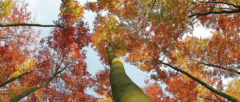 Vielseitig. Bäume können mehr als Schatten spenden.