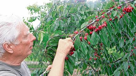 Die ersten Kirschen von Bauer Gerhard Neumann in Bornim sind reif. Bereits an diesem Sonntag können Besucher sie in der Selbstpflücke ernten  genauso wie die Erdbeeren. Beide Früchte sind wegen des warmen Aprils früher reif als sonst, so der Landwirt.