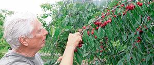 Die ersten Kirschen von Bauer Gerhard Neumann in Bornim sind reif. Bereits an diesem Sonntag können Besucher sie in der Selbstpflücke ernten  genauso wie die Erdbeeren. Beide Früchte sind wegen des warmen Aprils früher reif als sonst, so der Landwirt.
