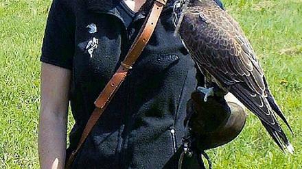 Sakerfalke Ivo auf dem Arm von Besitzerin Yvonne Siedschlag im Heinz Sielmann Naturparkzentrum in Wanninchen.
