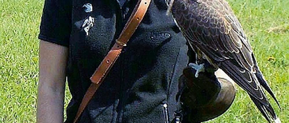 Sakerfalke Ivo auf dem Arm von Besitzerin Yvonne Siedschlag im Heinz Sielmann Naturparkzentrum in Wanninchen.