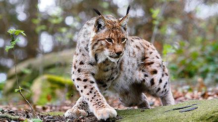 Dieser Luchs wurde in einem Waldgehege fotografiert. In freier Wildbahn bekommt man ihn kaum zu Gesicht.
